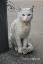 Ванский кот - символ Турции